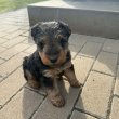 Welsh Terrier szuka kiskutya elvihető!