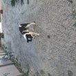 Border collie lány 