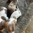 Dachshund Puppies For Adoption