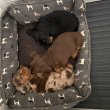 Dachshund Puppies For Adoption