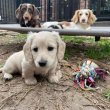 Dachshund Puppies For Adoption