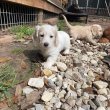 Dachshund Puppies For Adoption