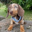 Dachshund Puppies