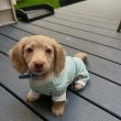 Dachshund Puppies