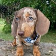 Dachshund Puppies