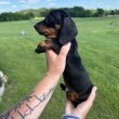 Dachshund Puppies For Sale And Adoption 