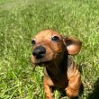 Dachshund Puppies For Sale And Adoption 