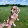 Dachshund Puppies For Sale And Adoption 
