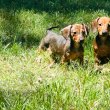 Dachshund Puppies For Sale And Adoption 