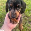 Mini Dachshunds