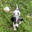 Mini Dachshunds