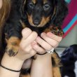 Mini Dachshunds