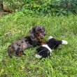 Mini Dachshunds