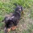 Mini Dachshunds For Adoption