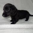 Mini Dachshund Puppies For Sale