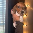 Mini Dachshund Puppies For Sale