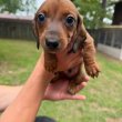 Mini Dachshund Puppies For Sale