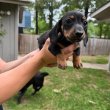 Mini Dachshund Puppies For Sale