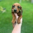 Dachshund Puppies For Adoption Or Rehoming