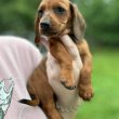 Dachshund Puppies For Adoption Or Rehoming
