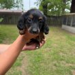 Dachshund Puppies For Adoption Or Rehoming