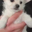 4 pici cuki csivi-spitz kutyus eladó