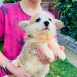 Pembroke Welsh Corgi kölykök