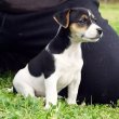 Jack Russell terrier kölykök
