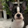 Boston terrier kölykök