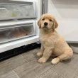 Golden Retriever puppies ready for adoption 