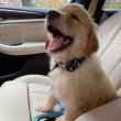 Golden Retriever puppies ready for adoption 