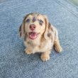 Dachshund puppies rehoming and adoption 