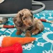 Dachshund puppies rehoming and adoption 