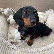 Dachshund puppies rehoming and adoption 