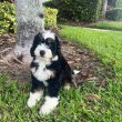 Mixed breed puppies for adoption to good homes 