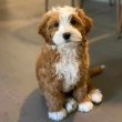 Mixed breed puppies for adoption to good homes 