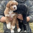 Mixed breed puppies for adoption to good homes 
