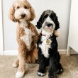 Mixed breed puppies for adoption to good homes 