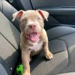 Pure breed Pitbull puppies 