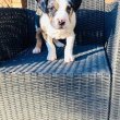 Pure breed Pitbull puppies 