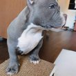 Pure breed Pitbull puppies 