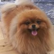 Pomerániai kennel eladó