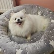 Pomerániai kennel eladó