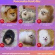 Pomerániai kennel eladó