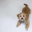 Goldendoodle puppies 