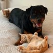Rottweiler kölykök eladók  