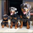 Rottweiler kölykök eladók  