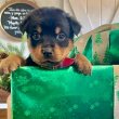 Rottweiler kölykök eladók  