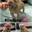 American bully eladó 