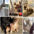American bully eladó 